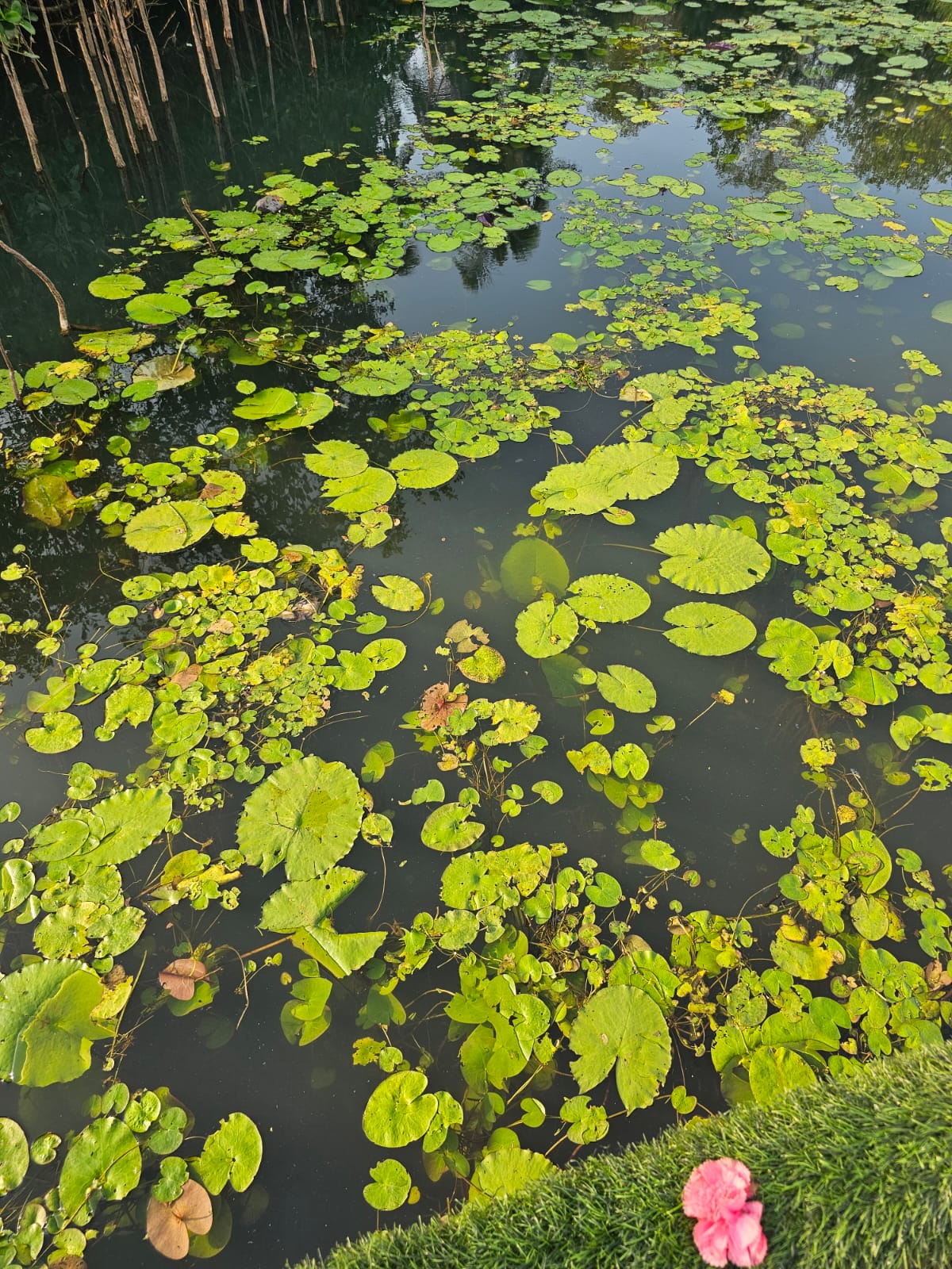 Lily pads — Lotus Point